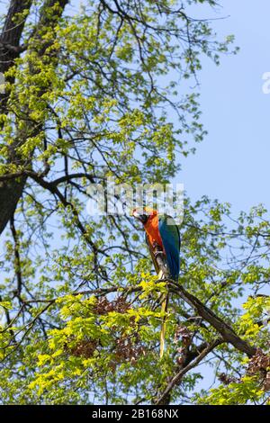 Perroquet macaw multicolore sur le dessus d'un arbre Banque D'Images