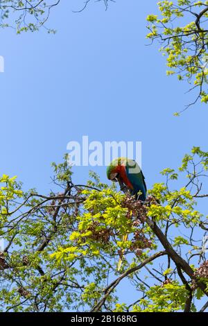 Perroquet macaw multicolore sur le dessus d'un arbre Banque D'Images