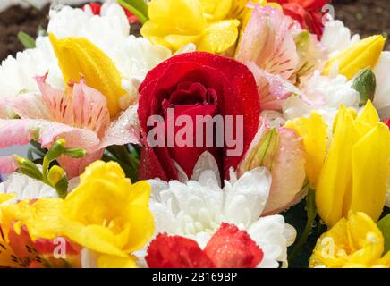 Bouquet de fleurs de printemps colorées et lumineuses avec une rose rouge au centre de la composition Banque D'Images