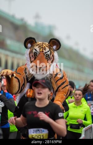 Brighton, Royaume-Uni. 23 Février 2020. Des milliers de coureurs ont rejoint le 30ème Semi-marathon de Brighton à partir de Madeira Drive à 9:30, couvrant un parcours de 13,1 miles à travers la ville et de nombreux de ses monuments. Les courses en fauteuil roulant ont également rejoint une course antérieure. L'événement s'est terminé avec le prix de cerymony aux gagnants tard dans la matinée. L'événement a apporté à la ville une atmosphère festive avec plusieurs routes fermées à la suite de l'événement. (Image De Crédit: © Matt Duckett/Imageslive Via Credit: Zuma Press, Inc./Alay Live News Banque D'Images