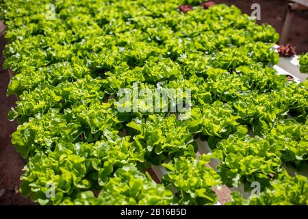 Laitue verte qui pousse sur le système hydroponique de la ferme. Concept d'alimentation biologique, d'agriculture et d'hydroponique Banque D'Images