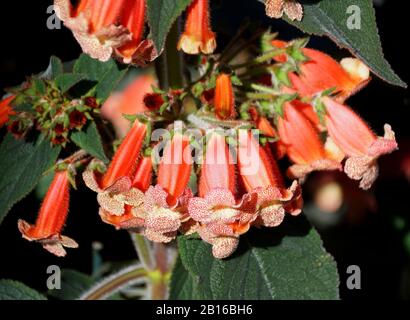 Magnifique grappe de fleurs tropicales de Kohleria Peach Queen Banque D'Images