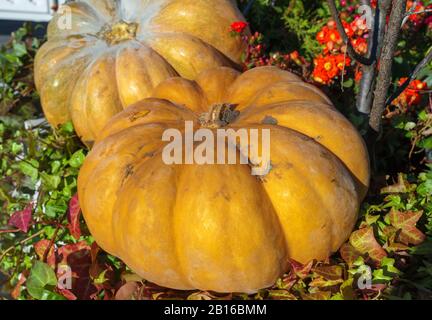 Assortiment varié de citrouilles sur un fond de bois. Chasse d'automne. Banque D'Images