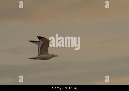 Seagulls Glyfada Athènes Attica Grèce Banque D'Images