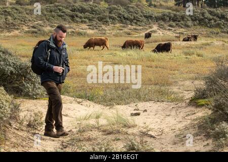 Troupeau européen de bisons dans la zone du projet de rewilding néerlandais montrant comment ils, bovins et humains peuvent partager le même espace. Banque D'Images