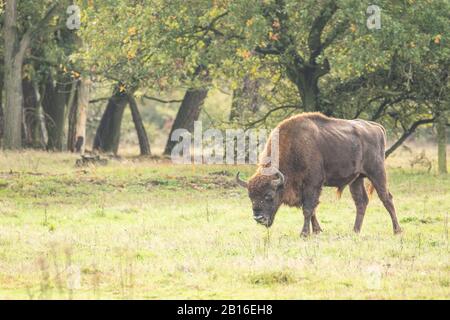 Bison européen dans un projet de redéveloppement en Hollande, où ils ont été réintroduits en tant qu’ingénieurs naturels. Banque D'Images