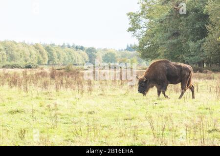 Bison européen dans un projet de redéveloppement en Hollande, où ils ont été réintroduits en tant qu’ingénieurs naturels. Banque D'Images