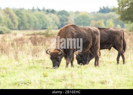 Bison européen dans la zone du projet de rewilding néerlandais. Banque D'Images