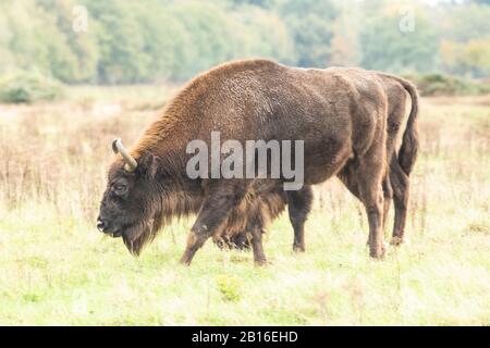 Bison européen dans la zone du projet de rewilding néerlandais. Banque D'Images