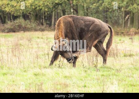 Bison européen dans la zone du projet de rewilding néerlandais. Banque D'Images