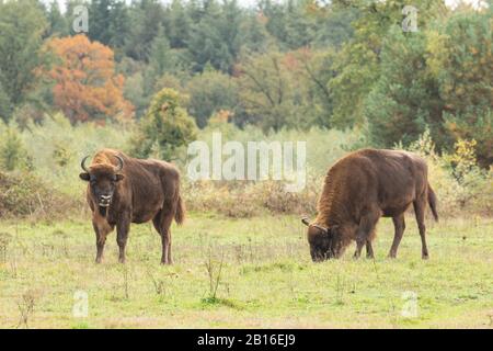 Bison européen dans la zone du projet de rewilding néerlandais. Banque D'Images