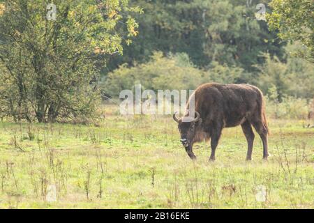 Bison européen dans un projet de redéveloppement en Hollande, où ils ont été réintroduits en tant qu’ingénieurs naturels. Banque D'Images