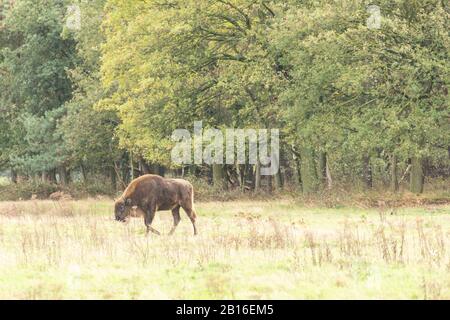 Bison européen dans un projet de redéveloppement en Hollande, où ils ont été réintroduits en tant qu’ingénieurs naturels. Banque D'Images