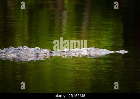 Un crocodile américain dans le parc national des Everglades nagent le long d'une petite crique près du centre d'accueil des Flamingo. Banque D'Images