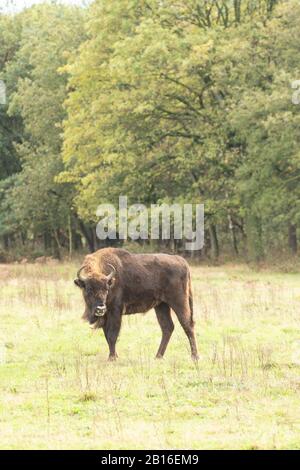 Bison européen dans la zone de rewilding néerlandaise. Banque D'Images