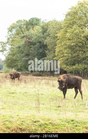 Bison européen dans la zone de rewilding néerlandaise. Banque D'Images