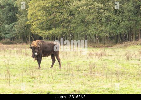 Bison européen dans un projet de redéveloppement en Hollande, où ils ont été réintroduits en tant qu’ingénieurs naturels. Banque D'Images