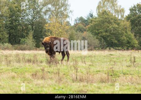 Bison européen dans un projet de redéveloppement en Hollande, où ils ont été réintroduits en tant qu’ingénieurs naturels. Banque D'Images