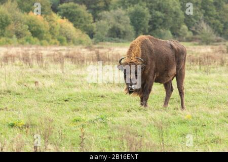 Bison européen dans un projet de redéveloppement en Hollande, où ils ont été réintroduits en tant qu’ingénieurs naturels. Banque D'Images