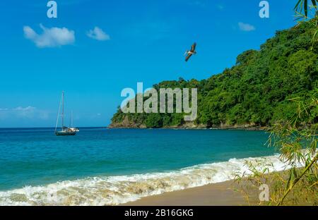 Baie d'Englishman's sur l'île tropicale de Tobago dans les Caraïbes, Antilles. Ciel bleu profond et océan dans cette baie isolée, avec pélican volant Banque D'Images