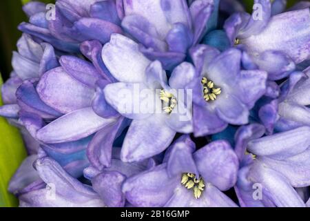 Gros plan de multiples fleurs de jacinthe bleu violet avec du pollen Banque D'Images