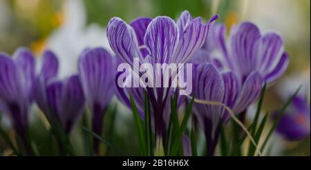 Crocuses violettes en serre. Gros plan avec faible profondeur de champ. Banque D'Images