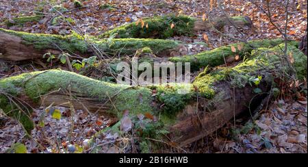 Vue sur les arbres pourris recouverts de mousse Banque D'Images