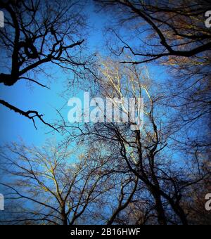 Vue depuis un sommet d'arbres de plusieurs arbres de hêtre et de chêne dans la forêt primitive de Sababurg, Lomography Banque D'Images