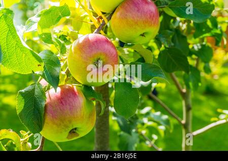 Pommes rouges juteux sur les branches d'un arbre dans le rétroéclairage de la lumière du soleil vive. Une récolte riche dans le jardin. Banque D'Images