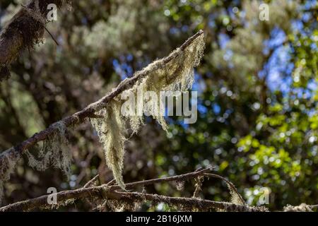 La branche épaisse d'une immense bruyère recouverte de lichen humide et de mousse. Relict forêt dans le fond flou. Laguna Grande, Parc National De Garajonay, L Banque D'Images