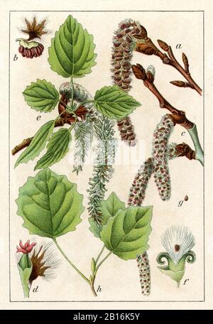 Aspen, Populus tremula, Espagne, tremble, (livre botanique, 1905) Banque D'Images
