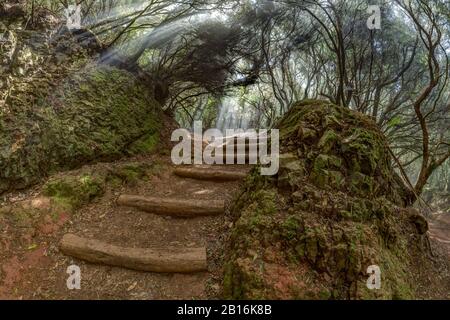 Un jeune voyageur dans la forêt relique. Montagnes d'Anaga sur l'île de Tenerife. Arbre géant de lauriers et de bruyères le long des voies étroites et sinueuses. Parad Banque D'Images