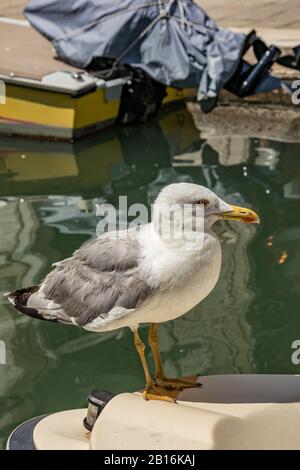 Modèle Seagull posant sur bateau dans un canal à Venise, Italie pendant la journée ensoleillée. Banque D'Images