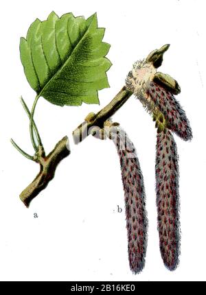 Aspen, Populus tremula, Zitterppel, tremble, (livre botanique, 1909) Banque D'Images