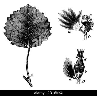 Aspen, Populus tremula, Zitterppel: Blatt, männliche und weibliche Blüte, tremble, anonym (livre botanique, 1897) Banque D'Images