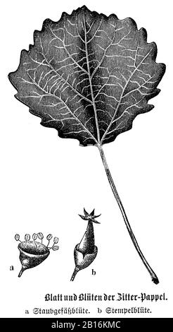 Aspen, Populus tremula, Zitterppel: Blatt und Blüten, tremble, anonym (livre botanique, 1880) Banque D'Images