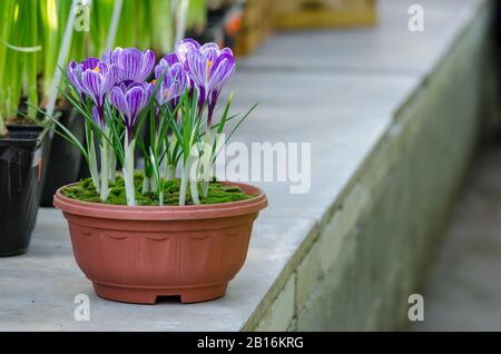 Pot de fleurs de jardin avec crocuses de printemps en serre. Banque D'Images