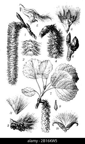 Aspen, Populus tremula, Zitterppel, tremble, (encyclopédie, 1898) Banque D'Images