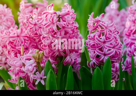 Jacinthe commune rose, jacinthe de jardin, jacinthe hollandaise. Banque D'Images