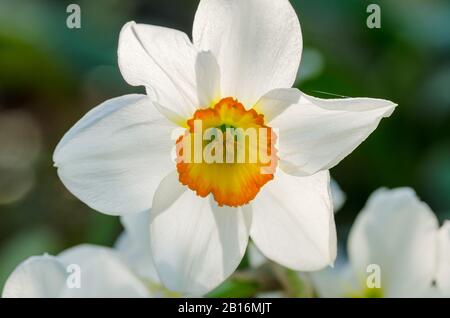 Narcisse fleur gros plan. Narcisse jonquille fleurs. Banque D'Images