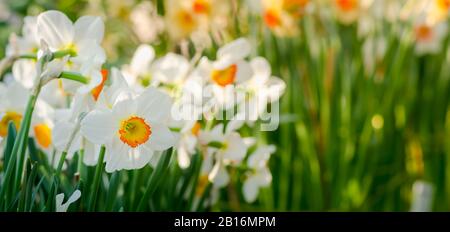 Narcisse fleur sur serre. Narcisse jonquille fleurs. Banque D'Images