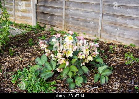 Une bosse de Helleborus x hybridus «Walhelivor» dans un jardin avec des copeaux de bois entourent et une clôture de panneau en bois en arrière-plan Banque D'Images