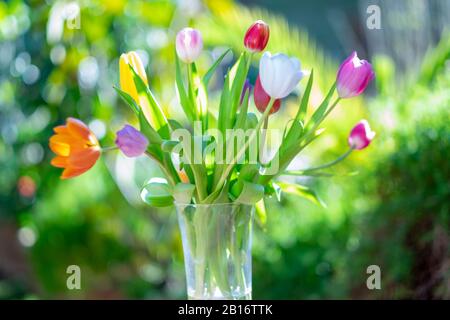 Bouquet de tulipes dans un jardin ensoleillé. Fond du ressort. Mise au point douce Banque D'Images