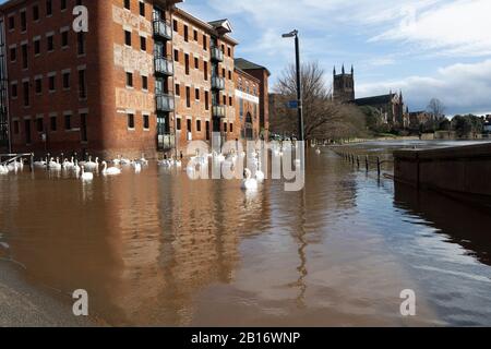 Worcester Cathederal, Worcester City, Angleterre, Royaume-Uni, 23/02/2020 . Rivière Inondée Severn Du Pont Sabrina. Flood Peak Time River a fait éclater ses rives et les drains d'orage se sont sauvegardés après une forte chute de pluie. Banque D'Images