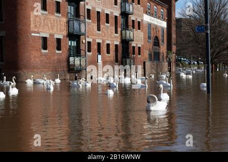 Worcester Cathederal, Worcester City, Angleterre, Royaume-Uni, 23/02/2020 . Rivière Inondée Severn Du Pont Sabrina. Flood Peak Time River a fait éclater ses rives et les drains d'orage se sont sauvegardés après une forte chute de pluie. Banque D'Images