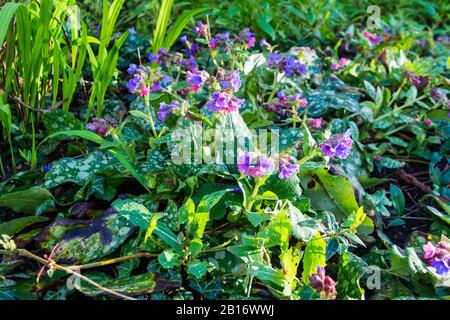 Une bosse de fleurs roses et violettes de lungwort Pulmonaria saccharata en fin d'après-midi soleil sur un hiver tardif jour Banque D'Images