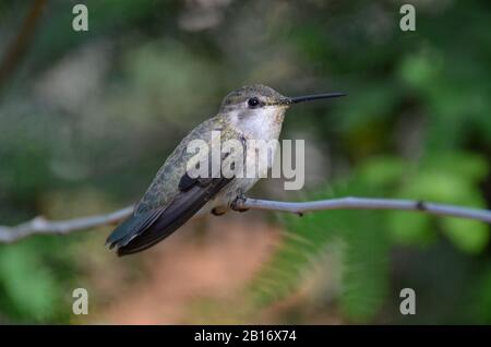 Femme Hummingbird assis sur une branche Banque D'Images