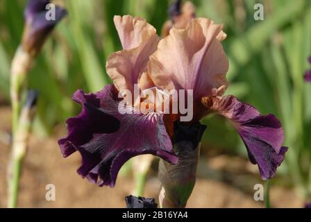 Grand iris barbu, Palissandero, fleur bicolore avec barbe orange Banque D'Images