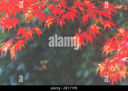 Feuilles d'érable brillantes au soleil, des couleurs automnales vibrantes créant une scène naturelle calme et atmosphérique Banque D'Images