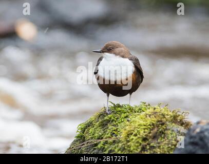 Balancier (inclus inclus inclus) assis sur un rocher de mousse dans une rivière dans le Yorkshire, en Angleterre. Banque D'Images